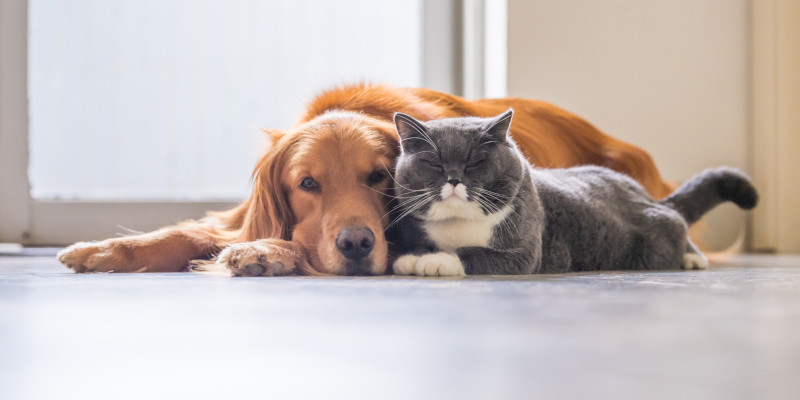 A Cat and a dog taking a nap