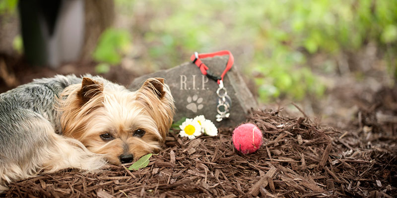 Four Questions and Answers About Pet Memorials