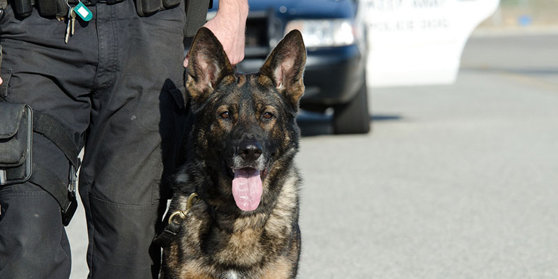 K-9 Tributes are a Great Way to Honor a Hard-Working Dog After a Life of Service