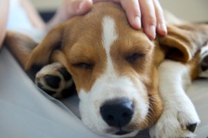 What to Do When You Experience the Loss of a Pet What to Do When You Experience the Loss of a Pet
