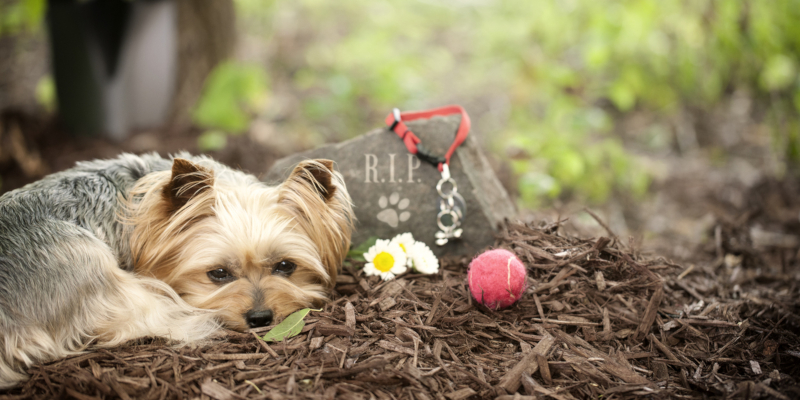 What Do Pet Funeral Services Entail?