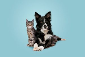 Communal vs. Individual Pet Aquamation: Which Is Right for You?