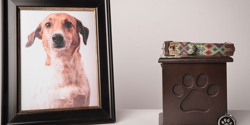 Five Pet Memorial Gifts to Remember Your Beloved Companion