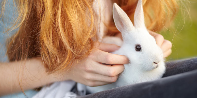 How Is Pet Aquamation an Eco-Friendly Alternative to Flame Cremation or Burial?