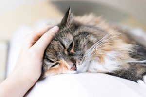 At-Home Euthanasia Services Can Help You and Your Pet Find Comfort