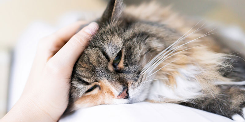 At-Home Euthanasia Services Can Help You and Your Pet Find Comfort